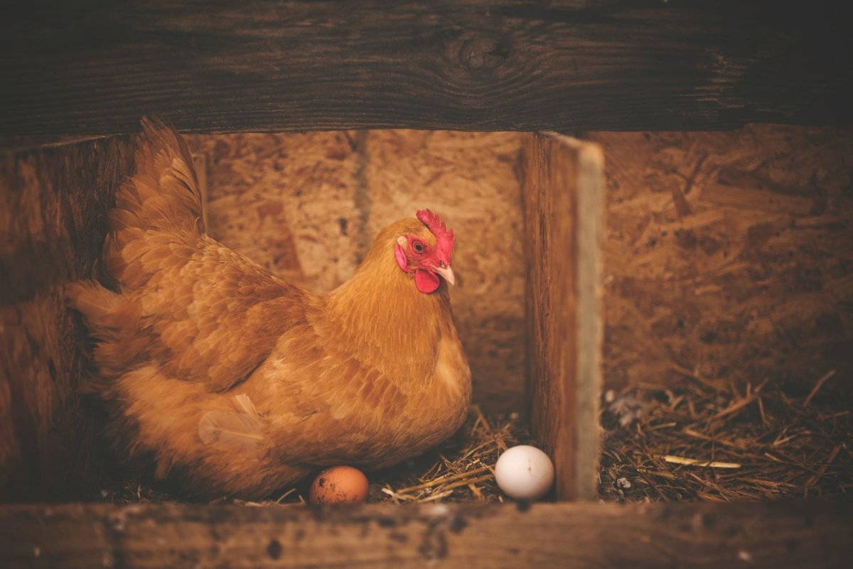A Guide to Poultry Chicken Nest Boxes - Seedzbox
