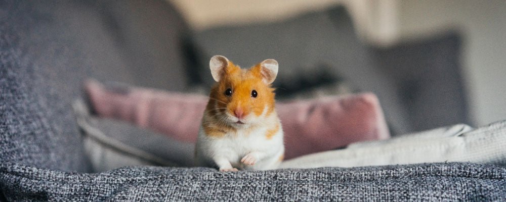 A History of Hamsters - Seedzbox
