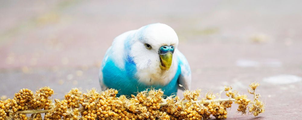 Budgie Food - What Should You Feed Your Budgerigar? - Seedzbox