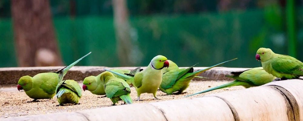 Budgies, Cockatiels and Grass Parakeets - A  Guide - Seedzbox