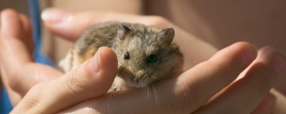 Campbell's Hamsters - Our Guide - Seedzbox