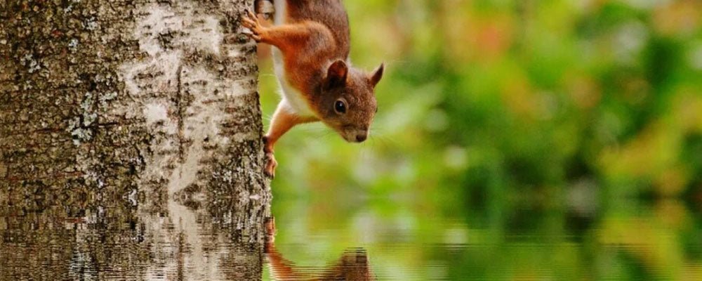 Can squirrels swim? - Seedzbox