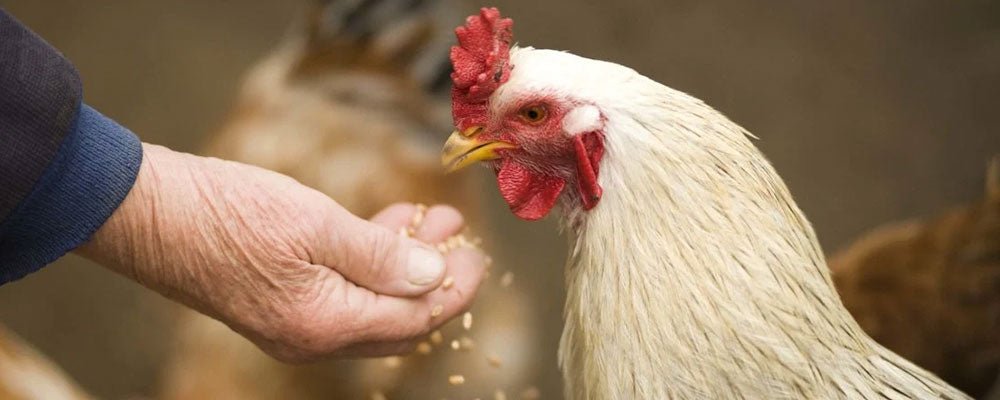 Chicken Breeds - A Guide To Chicken Breeds - Seedzbox
