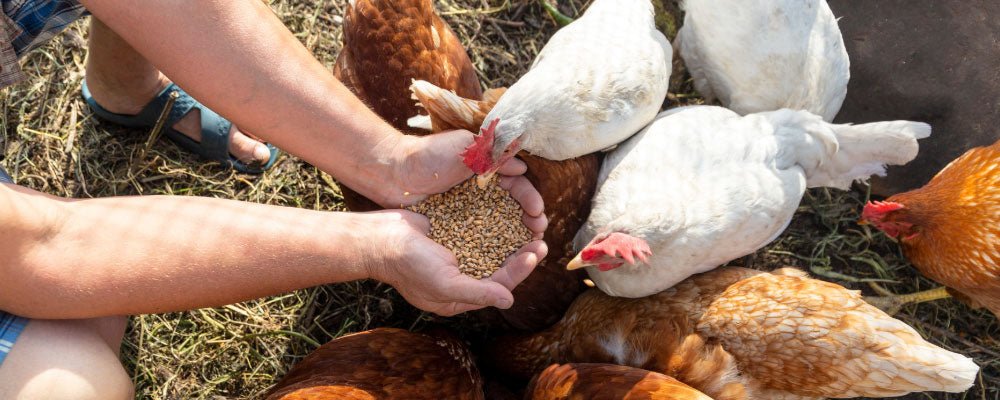 Chicken Food - A Guide to Feeding Chickens - Seedzbox