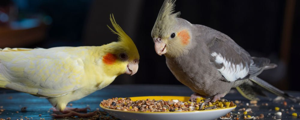 Cockatiel Food - A Guide To Feeding Cockatiels - Seedzbox