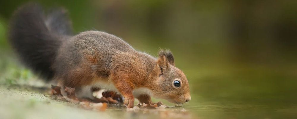 Do squirrels drink water? - Seedzbox