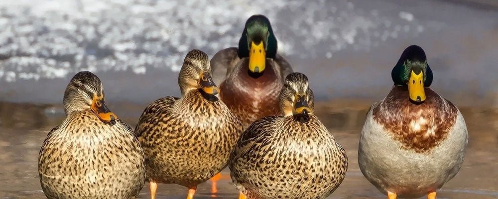 Duck Breeds - A Guide to Duck Breeds - Seedzbox