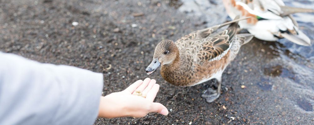 Duck Food - A Guide On How To Feed Ducks - Seedzbox