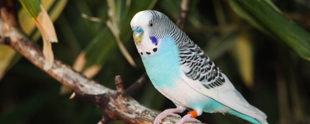 Facts About Budgies & Budgerigar Answers - Seedzbox