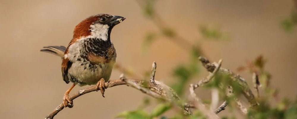 Finches - A Guide to Finches - Seedzbox