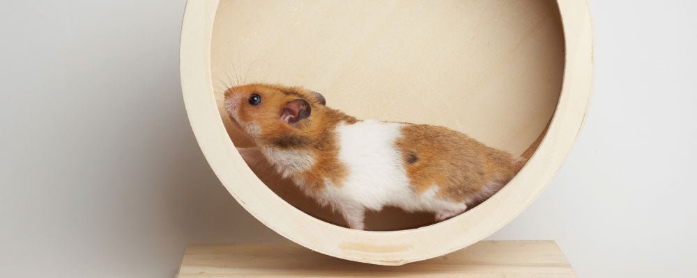 Hamster Toys - Our Guide To Hamster Toys - Seedzbox