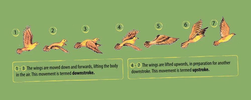 How do birds fly? - Seedzbox
