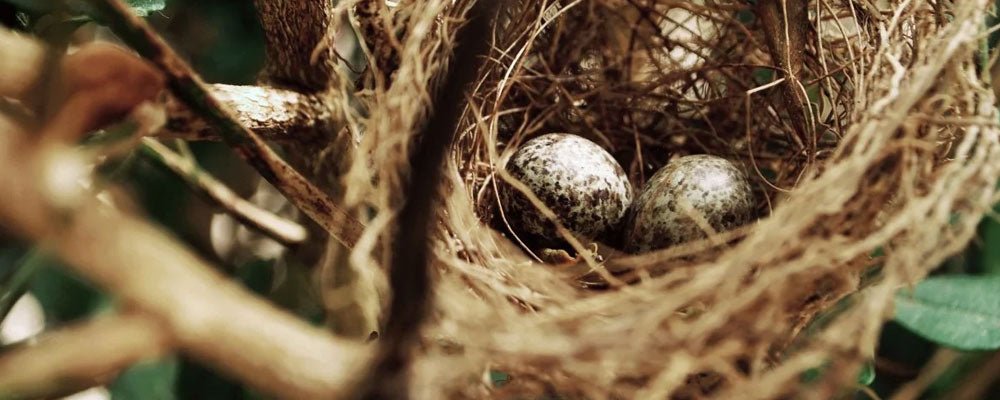 How do birds mate, nest & rear chicks? - Seedzbox