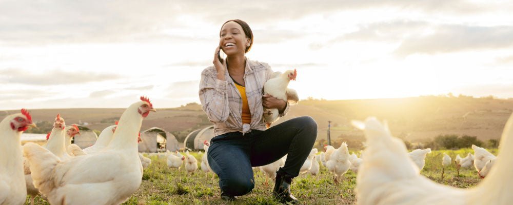 How to catch and hold chickens? - Seedzbox