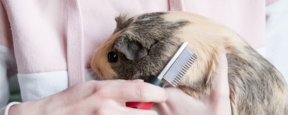 How To Clean & Groom Your Guinea Pig - Seedzbox