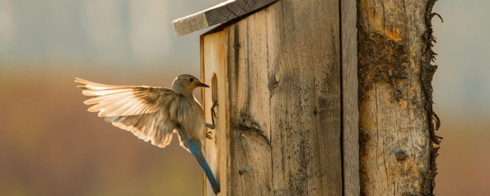 How to feed and attract wild birds to your garden - Guide - Seedzbox