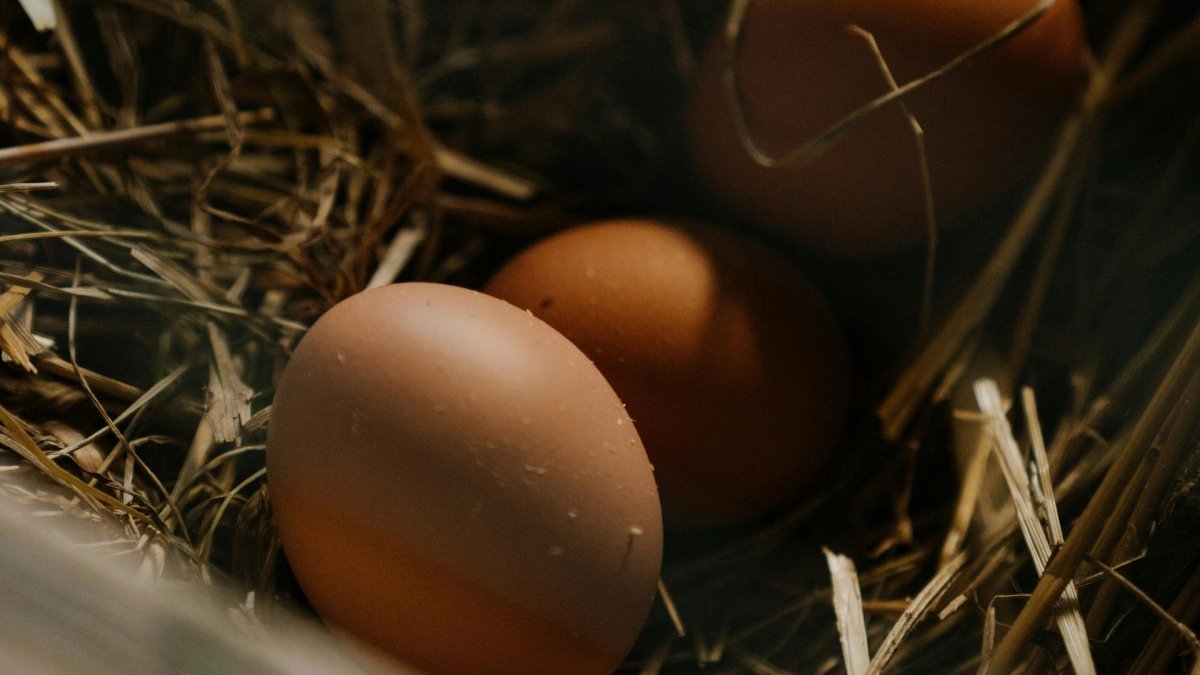 How To Incubate Chicken Eggs - Seedzbox