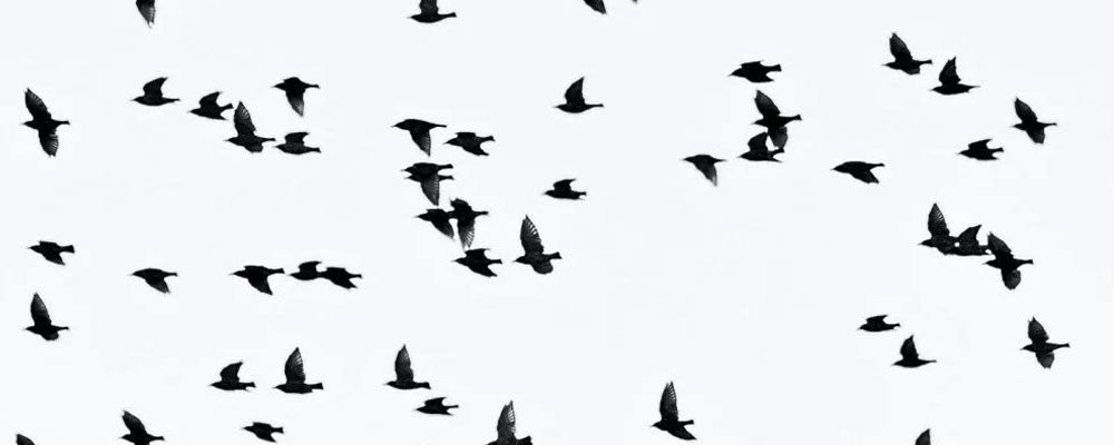 Magpies, Rooks, Ravens, Jackdaws, Starlings and Nightingales - Seedzbox