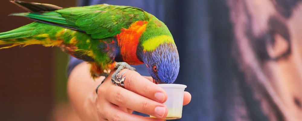 Parakeet Food - A Guide To Feeding Parakeets - Seedzbox