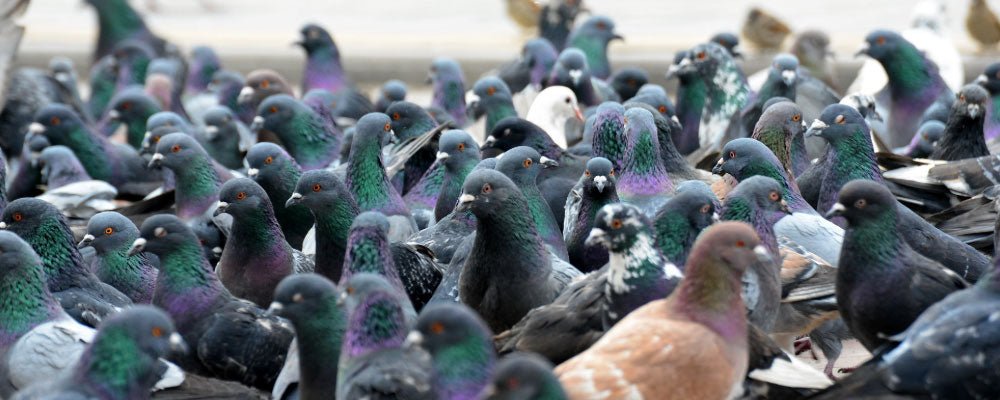 Pigeons - A Guide to Pigeon Birds - Seedzbox