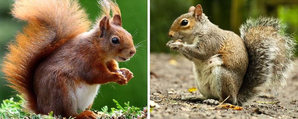 Red and Grey Squirrels - What's The Difference? - Seedzbox