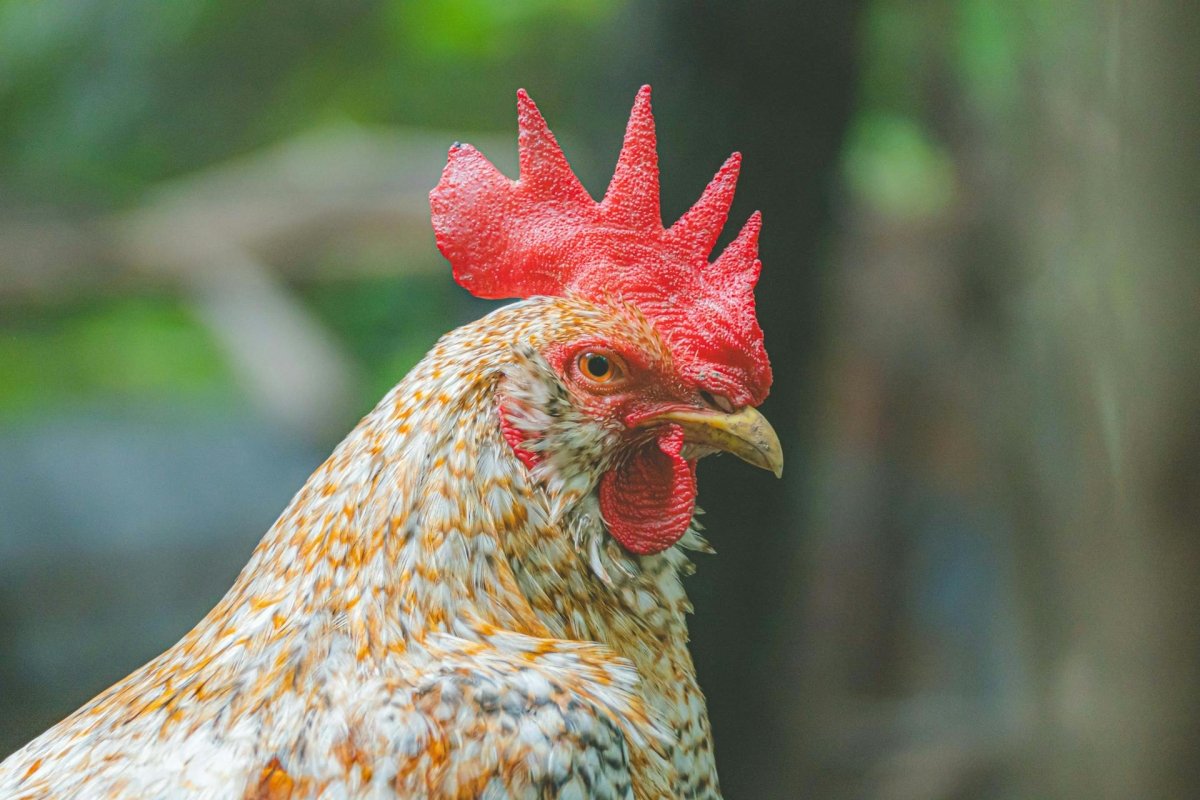 Rhode Island, Plymouth, Leghorn, Orpington & Australorp Chickens - Seedzbox