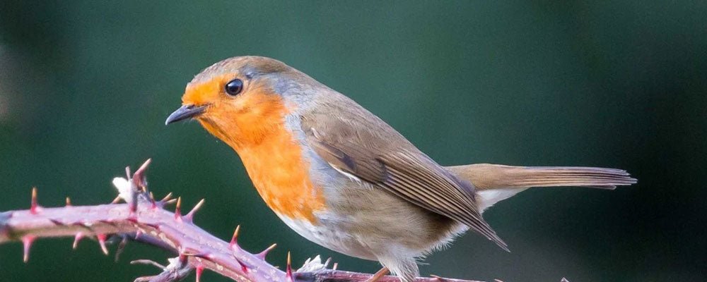 Robins, Sparrows, Dunnocks, Wrens, Tits & Blackbirds - Seedzbox