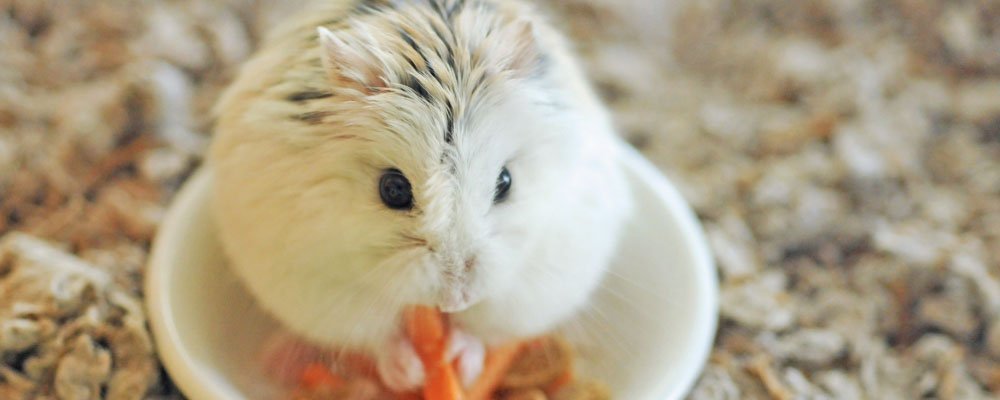 Roborovski & Chinese Hamsters - Our Guide - Seedzbox