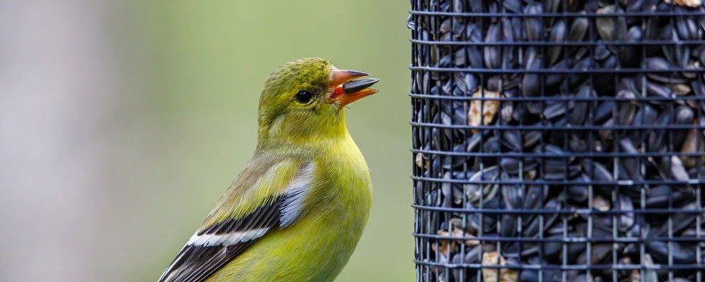 SeedzBox Black Sunflower Seedz Poem - Seedzbox