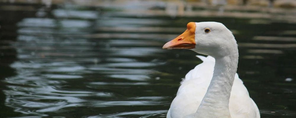 Swans, Ducks & Aquatic Birds - A Guide - Seedzbox