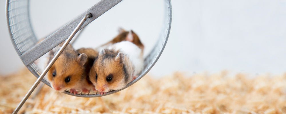 Syrian Hamsters - Our Guide - Seedzbox