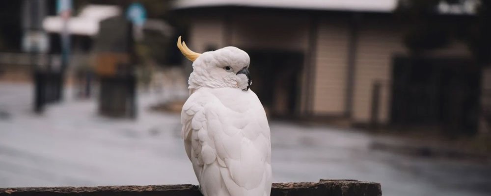 What Are Cockatoos? Facts About Cockatoos - Seedzbox
