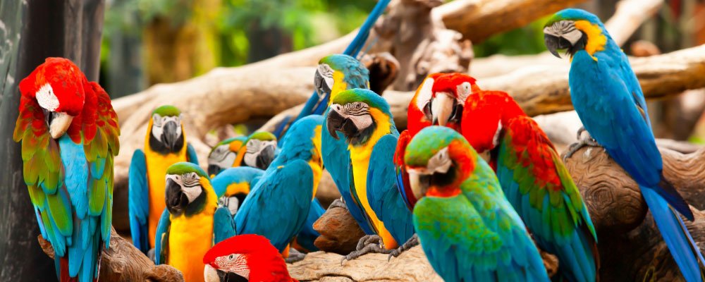 What Are Macaw Parrots? Facts About Macaw Parrots - Seedzbox