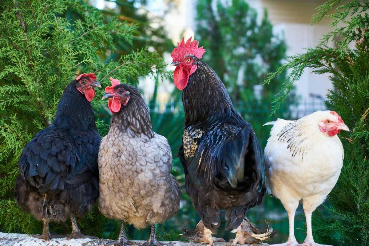 What Are the Best Chicken Breeds for Raising Chickens at Home? - Seedzbox
