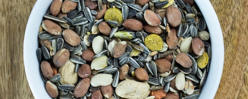 What do squirrels eat and where do squirrels store food? - Seedzbox