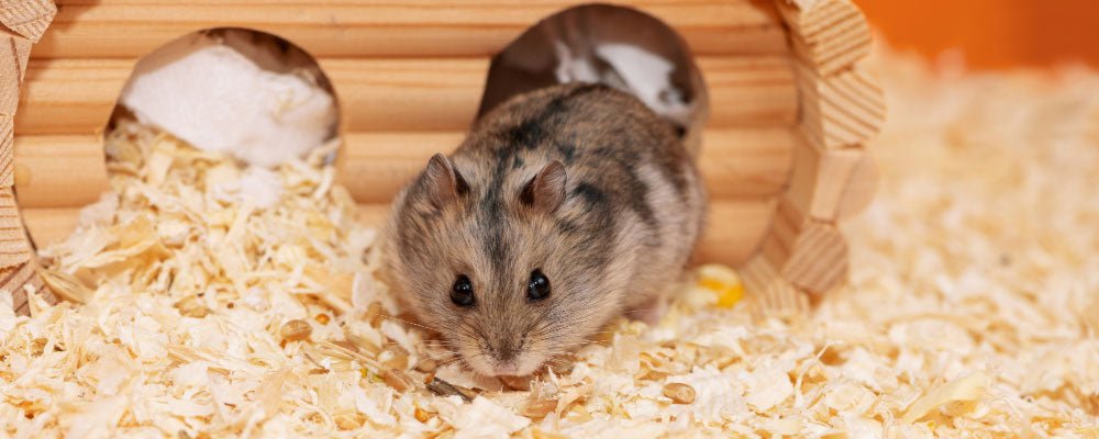 What is a Russian Dwarf Hamster? - Seedzbox