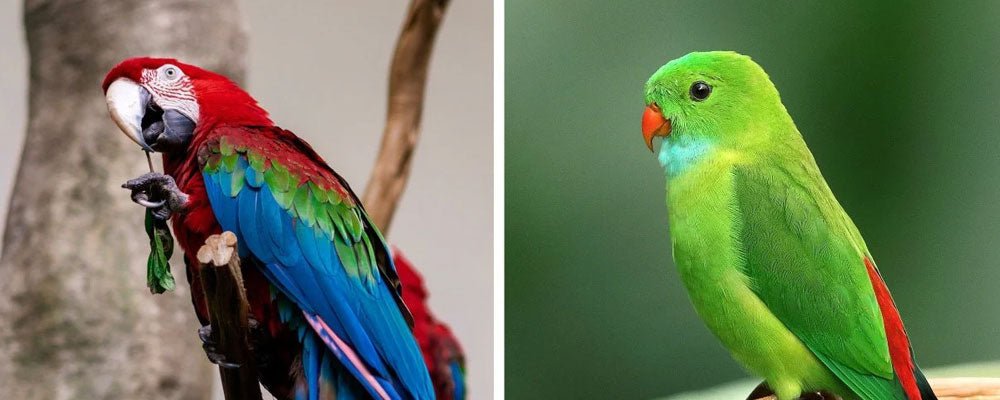 What is the difference between parrot and parakeet? - Seedzbox