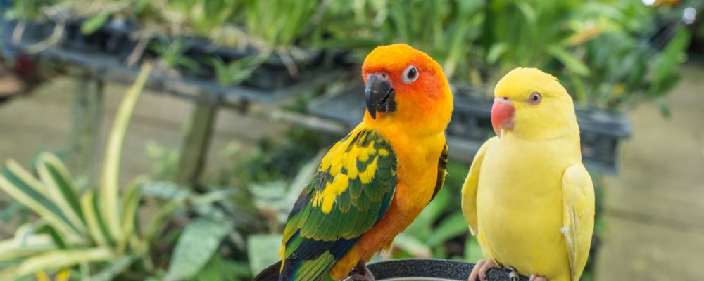 What’s The Difference Between Parrots and Other Birds? - Seedzbox