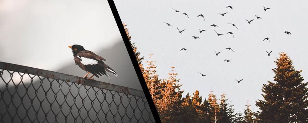 What’s the difference between rural and urban birds? - Seedzbox