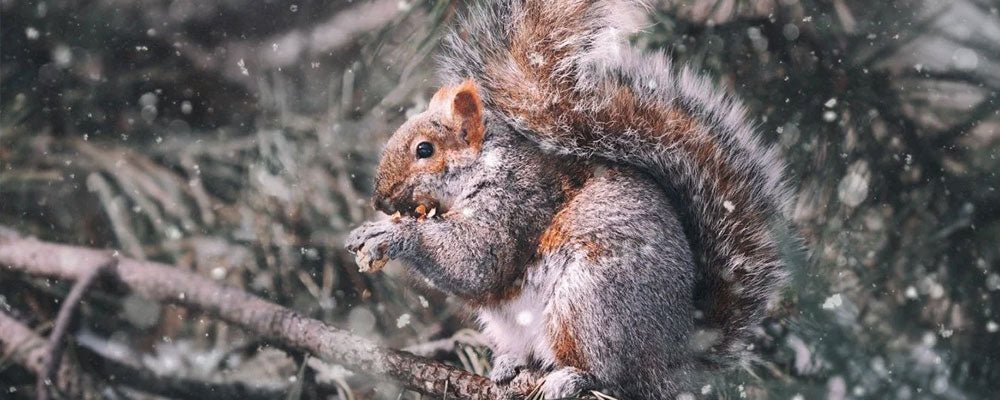 Where do squirrels live and build their nests? - Seedzbox