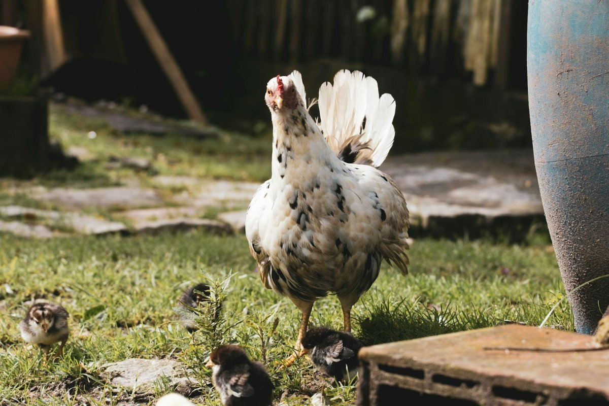 Why Raise Chickens at Home? - Seedzbox