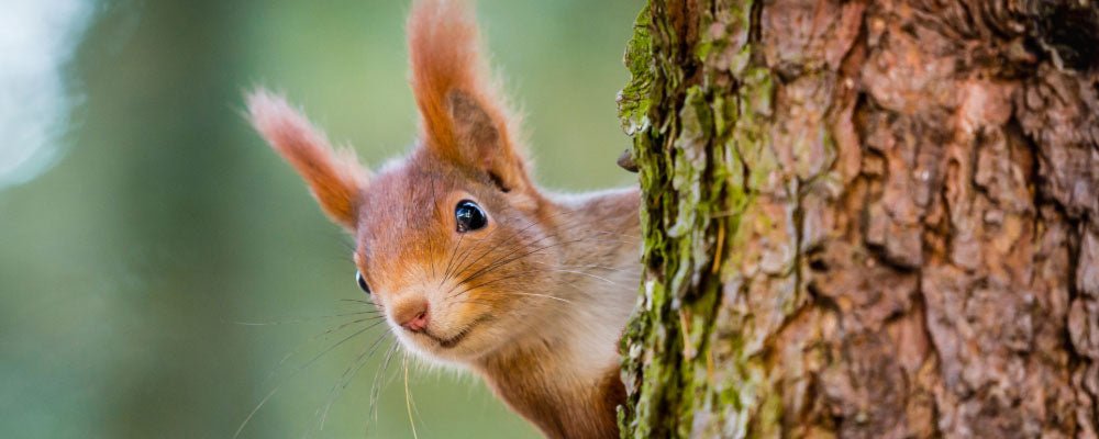 Will Red Squirrels become extinct in the UK? - Seedzbox