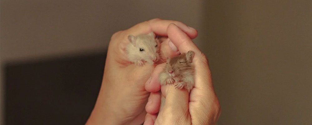 Winter White Hamsters - Our Guide - Seedzbox