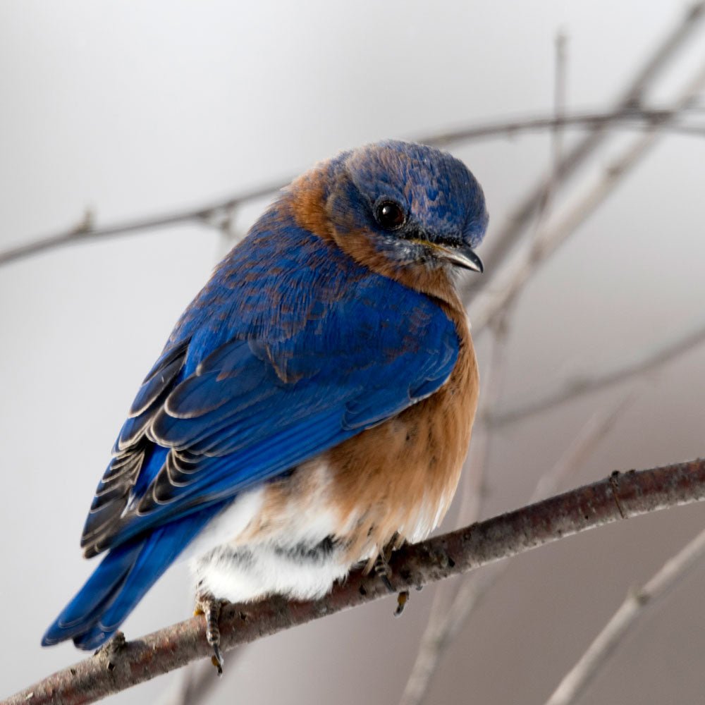 Garden Wild Bird Seed Food Mixes - Seedzbox