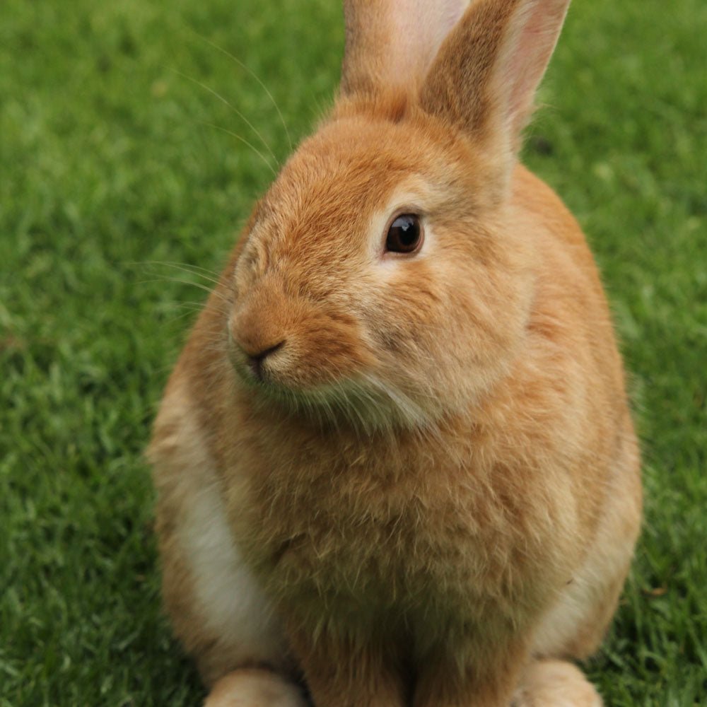Hamster, Rabbit & Guinea Pig Food - Seedzbox