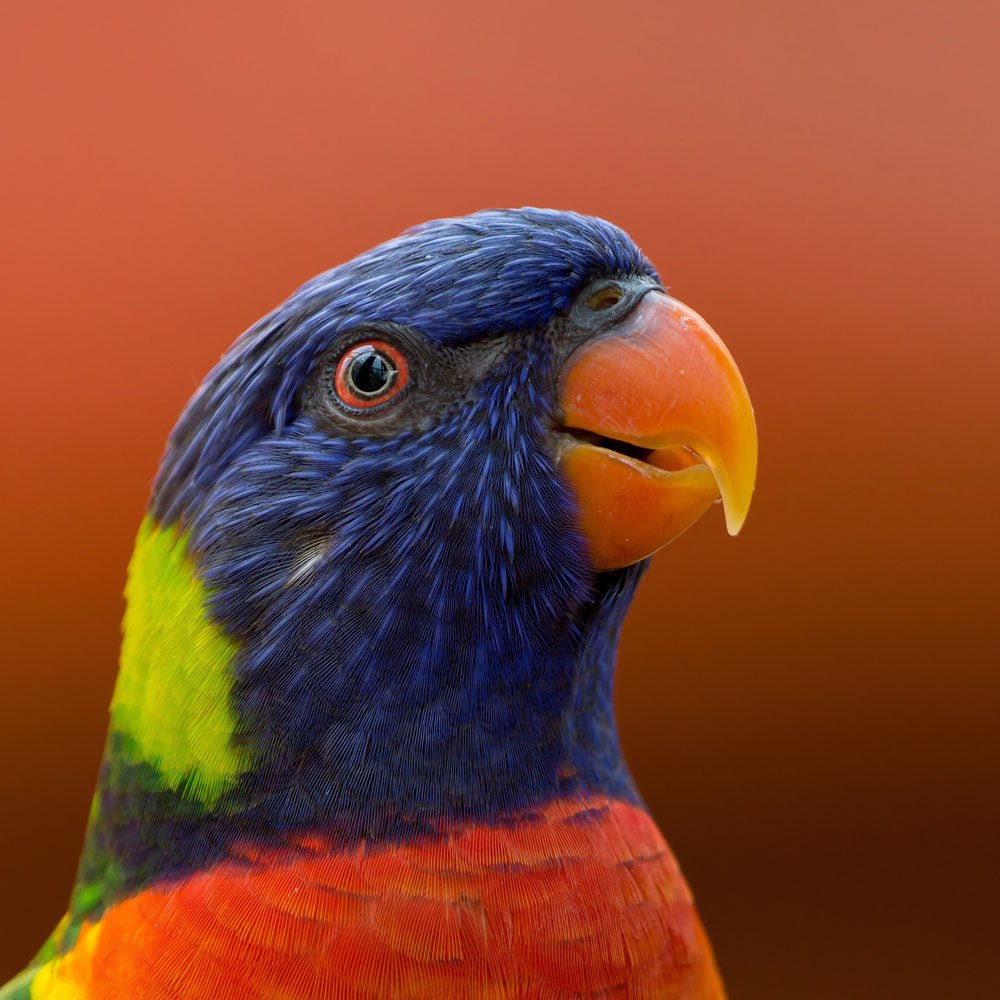 Parrot & Budgie Food - Seedzbox