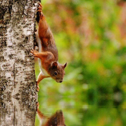 Squirrel, Duck & Swan Food - Seedzbox