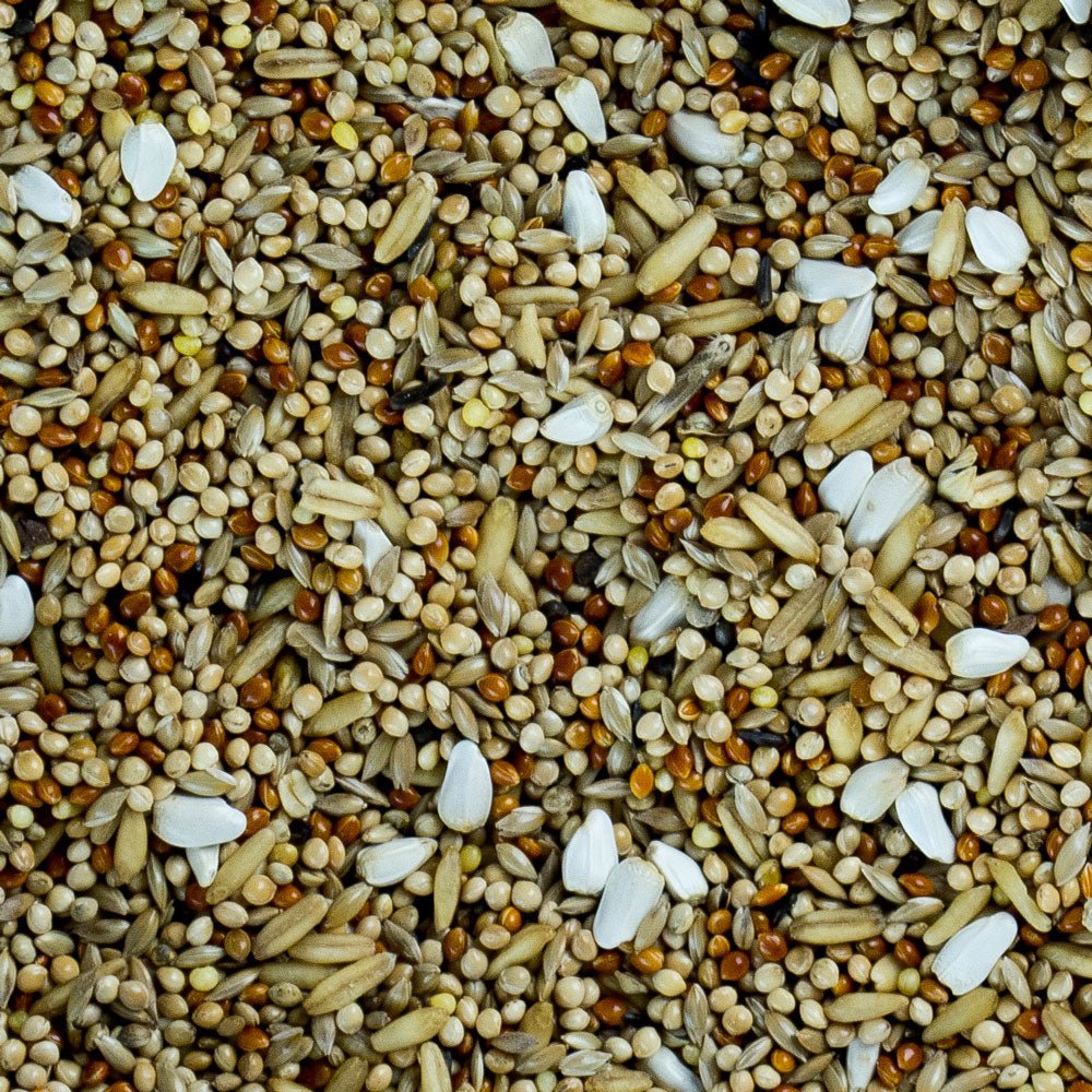 The Complete Collection - Seedzbox