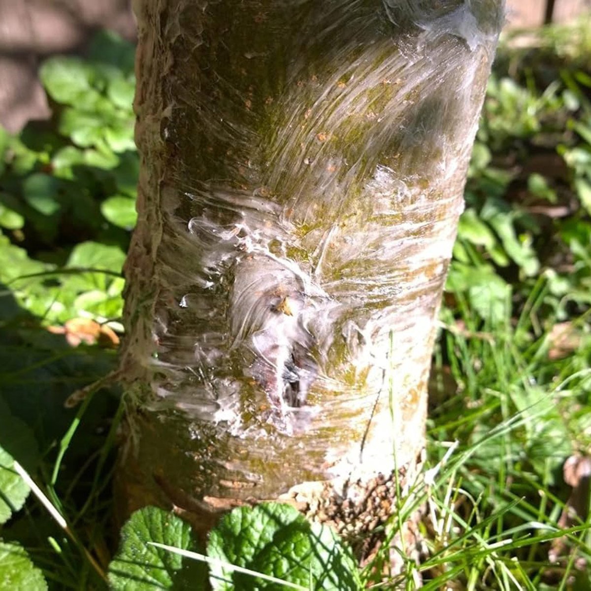 Fruit Tree Grease |Tree Protection - Seedzbox