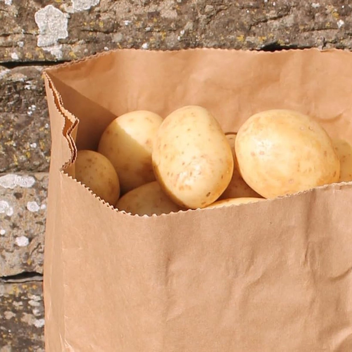 Paper Potato Sacks - Pack of 2 - Seedzbox